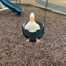 Pin By Alex Clarke On Mood Board In 2020 Cute Animals Cute Little Animals Cute Animal Memes