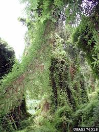 Image result for Lygodium microphyllum