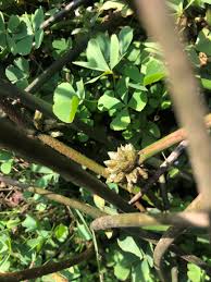 Image result for Schoenoplectiella articulata