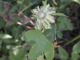 Image result for Passifloraceae