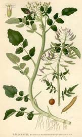 Image result for Rorippa nudiuscula