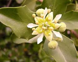 Image result for Quillaja saponaria