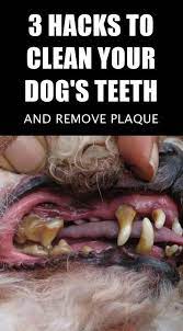 Understanding Receding Gums Healthy Medicine Tips Dog Teeth Cleaning Dog Care Tips Dog Teeth
