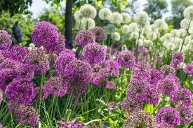 De Sierui Verovert De Nederlandse Tuin De Tuinen Van Appeltern Tuin Lavendeltuin Tuinieren
