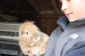 Bristol Teen is Selling Bunnies for Easter Weekend