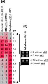 Victim of repression (genocide) of the soviet regime. A New Versatile Microarray Based Method For High Throughput Screening Of Carbohydrate Active Enzymes Journal Of Biological Chemistry