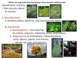 Plants that make spores produce huge numbers of them. Plants Are Organized Into Two Groups Non Vascular And Vascular Ppt Download