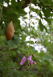 Image result for Millettia stuhlmannii