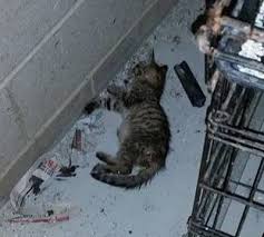 We offer an array of services, varying from full grooms, baths, nail trims, boarding and more. Chris Waggin Tails Hours Online Shopping