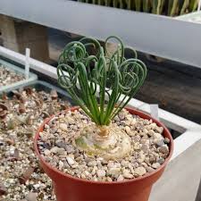 Check spelling or type a new query. Albuca Spiralis Cv Frizzle Sizzle Uhlig Kakteen More Than 5 000 Different Species