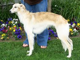 They do well in families with children and can be trained to live with smaller household pets. California Silken Windhounds Breeders