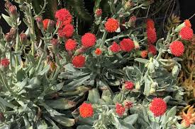 Image result for Senecio