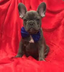 Another common french bulldog health issue is that they're more prone to overheating and heatstroke compared to other breeds. French Bulldog Blue Boy Baby Frenchieforsale Frenchie4sale Frenchbulldogforsale Frenchbulldog Frenchiebulldog French Bulldog Bulldog Pied French Bulldog