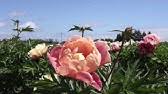 This video slide presentations shows some of the more than 200 peony varieties fina gardens peonies grows at its nursery and farm in northwest wisconsin. Fina Gardens Peonies Youtube