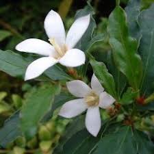 Image result for Mitriostigma axillare