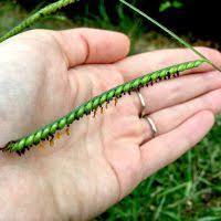 Image result for Urochloa semiundulata