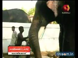 Mangalamkunnu karnan is one of the famous elephants in kerala. Wn Thrikkadavoor Sivaraju Pambadi Rajan Karnan