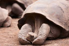 Manouria emys atau kura kura kaki gajah merupakan salah satu dari sedikit tortoise atau kura kura darat terbesar di asia. Gak Selalu Berjalan Lambat Ini 7 Fakta Unik Kura Kura
