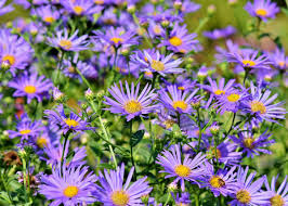Get latest info on lavender flower, suppliers, manufacturers, wholesalers, traders, wholesale suppliers with lavender flower prices for buying. Asters How To Plant Grow And Care For Aster Flowers The Old Farmer S Almanac