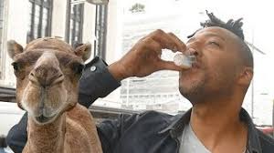 The curdling of milk is usually one of the problems that many amateurs find when making cheese in their homes. What People Had To Say After Trying Camel Milk Youtube