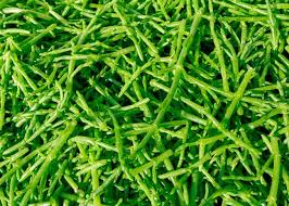 Image result for Salicornia perrieri