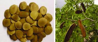 Image result for Brachystegia longifolia