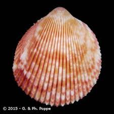 Image result for Oxygonum