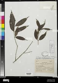 Image result for Gaertnera