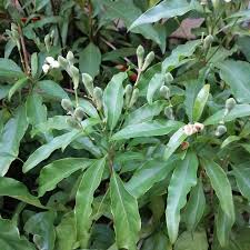 Image result for Searsia dentata