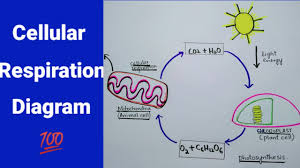 • the relationship between cell structure and students are surprised to learn that most plant cells possess mitochondria and respire. How To Draw Cellular Respiration Diagram In Easy Way Youtube