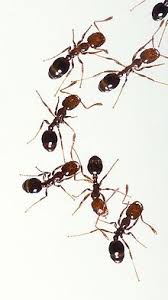 Ant Wikipedia