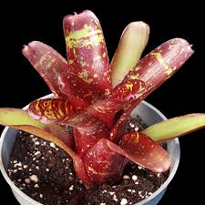 Image result for Neoboutonia