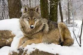 Pin By Sherri Lynn On Hungry Like The Wolf With Images Wolf Name Wolf Stuffed Animal Wolf