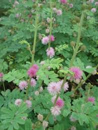 Image result for Mimosa diplotricha