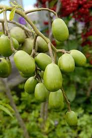 Zevi Prune De Cythere Spondias Dulcis Legume Exotique Fruits Exotiques Jardin Tropical