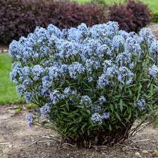 Let blue flowering plants cheer you up. 17 Blue Perennials Walters Gardens Inc
