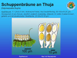 Image result for didymascella thujina