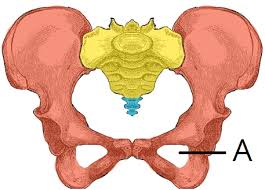 Its unlabeled, so that your practce better. The Hip Bone Ilium Ischium Pubis Teachmeanatomy