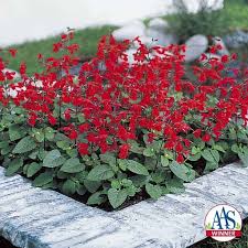 Salvia Summer Jewel Red All America Selections