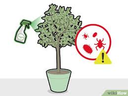 If this is the case, this will be why it's taking. How To Grow A Lychee Tree With Pictures Wikihow