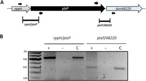 Check spelling or type a new query. The Pyrophosphohydrolase Rpph Is Involved In The Control Of Rsma Csra Expression In Azotobacter Vinelandii And Escherichia Coli Sciencedirect