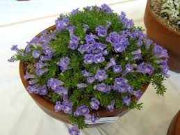 Image result for Aptosimum procumbens