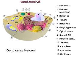 We did not find results for: What Are All Living Things Made Of All