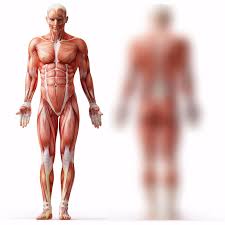We have a lot of muscles in our bodies (literally, over 600). Front Muscles Of The Body Left Side Diagram Quizlet