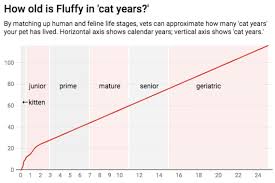 dog years a veterinarian explains how old your pet really