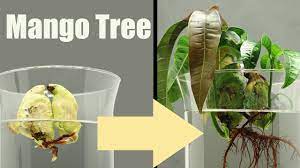 How to plant mango seed in water. Mango Tree From Seed In Water 30 Days Time Lapse Youtube