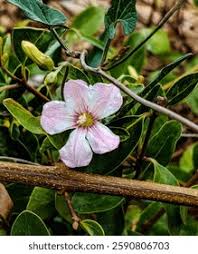 Image result for Hibiscus lobatus
