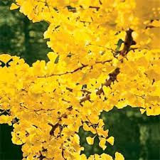Plant them by themselves or intermingle with a few palm trees, and you can create a tropical paradise right at home. 10 Best Trees And Shrubs For Fall Color Shade Trees Plants Trees To Plant
