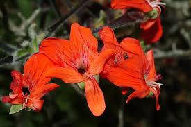 Image result for Pelargonium apetalum