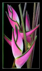 Pin On Exotic Allure